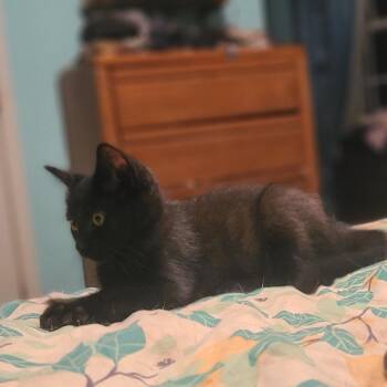 Rock Lobster -  Domestic Medium Hair Cat for Adoption in Fredericksburg, Virginia - Rock Lobster | PetCurious
