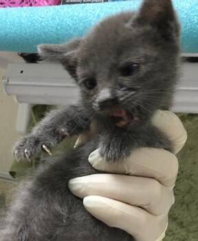 Domestic Short Hair Cats Available for Adoption in Riverside, California - FLOOF | PetCurious