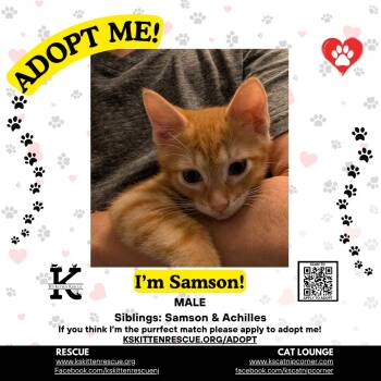 Samson -  Domestic Short Hair Cat for Adoption in OSBORNVILLE, New Jersey - Samson | PetCurious