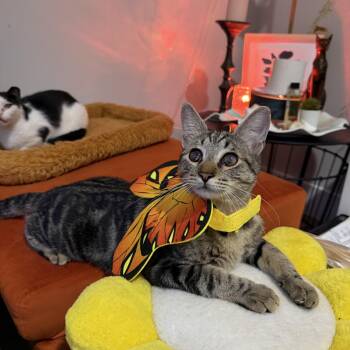 Rescue Domestic Short Hair Cats for Adoption in Boca Raton, Florida - Foggy | PetCurious