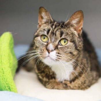 Domestic Short Hair Cats Available for Adoption in Atlanta, Georgia - Babs | PetCurious