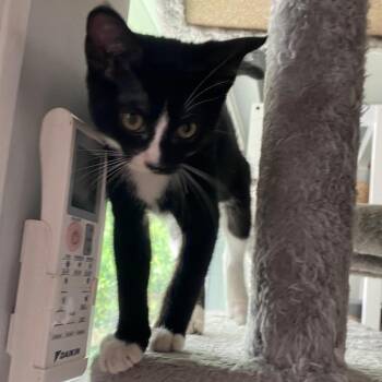 Clover -  Domestic Short Hair Cat for Adoption in Los Angeles, California - Clover | PetCurious