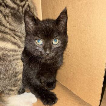 Cinnabon -  Domestic Short Hair Cat for Adoption in Windsor, Virginia - Cinnabon | PetCurious