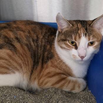 Rescue American Bobtail Cats for Adoption in Kingman, Kansas - Artemis | PetCurious