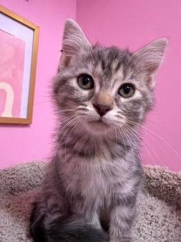 Nutmeg "Meg"  * IN FOSTER * -  Domestic Short Hair Cat for Adoption in South Bend, Indiana - Nutmeg "Meg"  * IN FOSTER * | PetCurious