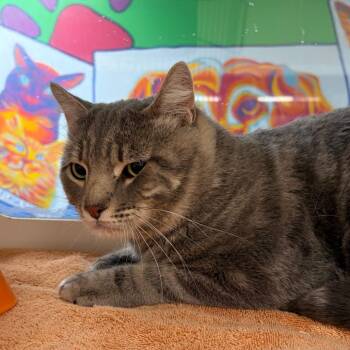 Doodle Cat -  Domestic Short Hair Cat for Adoption in Cheyenne, Wyoming - Doodle Cat | PetCurious