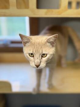 PEANUTBUTTER -  Domestic Short Hair Cat for Adoption in Algona, Iowa - PEANUTBUTTER | PetCurious