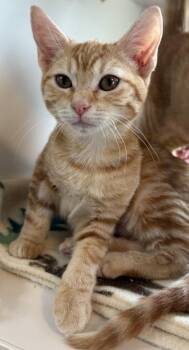 Jill -  Domestic Short Hair Cat for Adoption in Divide, Colorado - Jill | PetCurious