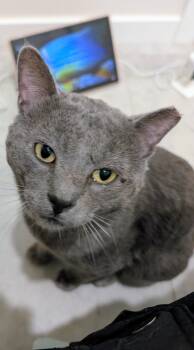 Domestic Short Hair and Chartreux Cats Available for Adoption in Chandler, Arizona - Paul Mccatney Aka Smokey | PetCurious