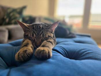 Jasper -  Domestic Short Hair Cat for Adoption in Denton, Texas - Jasper | PetCurious