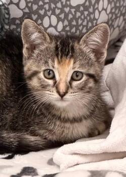 Domestic Short Hair Cats Available for Adoption in Allegan, Michigan - Penelope * | PetCurious