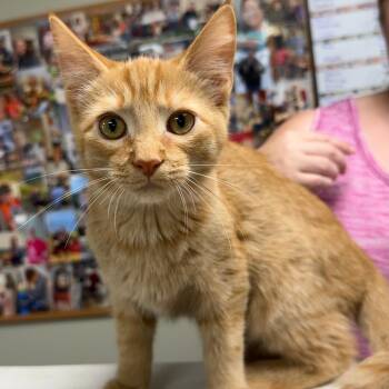 C26-066 Pencil -  Domestic Short Hair Cat for Adoption - C26-066 Pencil | PetCurious