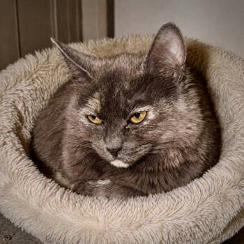 Domestic Medium Hair Cats Available for Adoption in Las Vegas, Nevada - Trixie | PetCurious