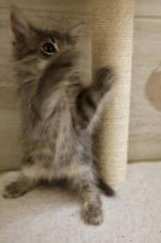 Kirby -  Tabby and Domestic Long Hair Cat for Adoption in Walnut Creek, California - Kirby | PetCurious