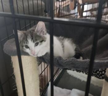 Calico Cats Available for Adoption in Chandler, Arizona - Boomer Floofball | PetCurious