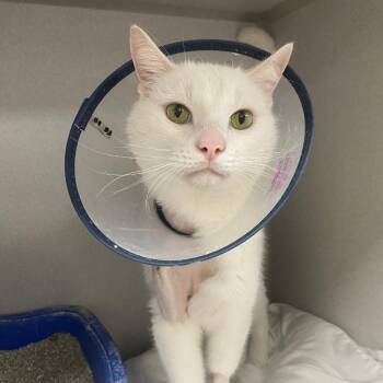 Domestic Short Hair Cats Available for Adoption in Los Angeles, California - Dr BoJangles | PetCurious