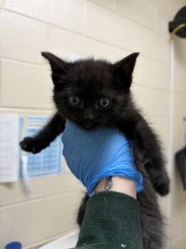 Domestic Short Hair Cats Available for Adoption in Westland, Michigan - Kali Uchis | PetCurious