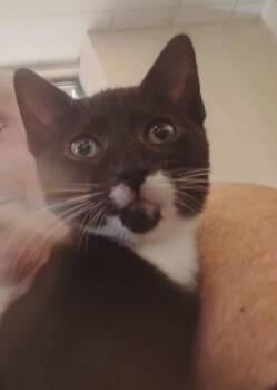 Bentley -  Domestic Short Hair Cat for Adoption in Woodland, California - Bentley | PetCurious