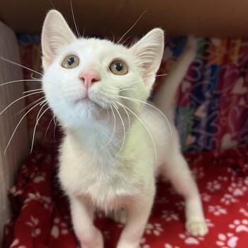 Lemonade -  Domestic Short Hair Cat for Adoption - Lemonade | PetCurious