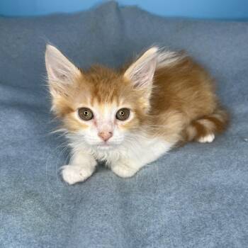 Bopper -  Domestic Medium Hair Cat for Adoption in Salt Lake City, Utah - Bopper | PetCurious