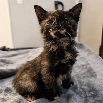 Olive -  Tortoiseshell Cat for Adoption in Los Angeles, California - Olive | PetCurious