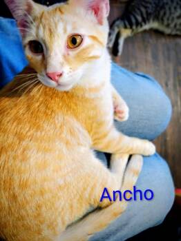 Ancho -  Domestic Medium Hair Cat for Adoption in Boone, Colorado - Ancho | PetCurious