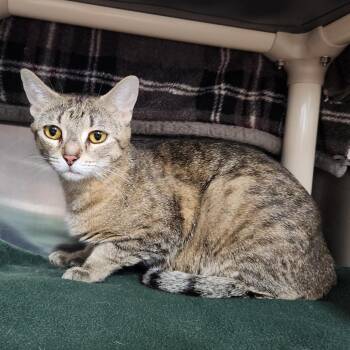 Valerie -  Domestic Short Hair Cat for Adoption in Walker, Michigan - Valerie | PetCurious
