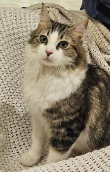 Calypso -  Domestic Medium Hair Cat for Adoption in Overland Park, Kansas - Calypso | PetCurious