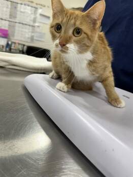 Domestic Short Hair Cats Available for Adoption - MICHI | PetCurious