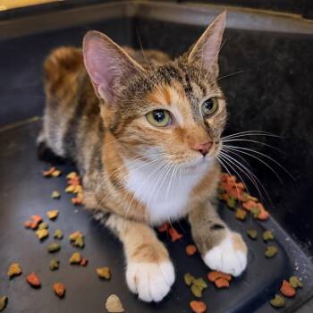 Josie -  Domestic Short Hair Cat for Adoption in Hampton Bays, New York - Josie | PetCurious