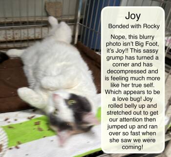 Joy and Rocky -  Domestic Short Hair Cat for Adoption in Ellicott City, Maryland - Joy And Rocky | PetCurious