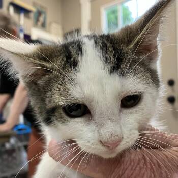 Yoda - Chow Hound Northland -  Domestic Short Hair Cat for Adoption in Grand Rapids, Michigan - Yoda - Chow Hound Northland | PetCurious