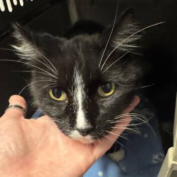 Prince Harry -  Domestic Short Hair Cat for Adoption in Edwardsville, Illinois - Prince Harry | PetCurious