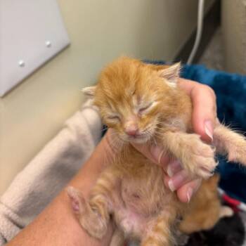 Rita -  Domestic Short Hair Cat for Adoption in Madisonville, Tennessee - Rita | PetCurious