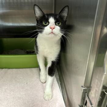 Tuxedo Cats Available for Adoption in La Grange Park, Illinois - Mrs. Fellows | PetCurious