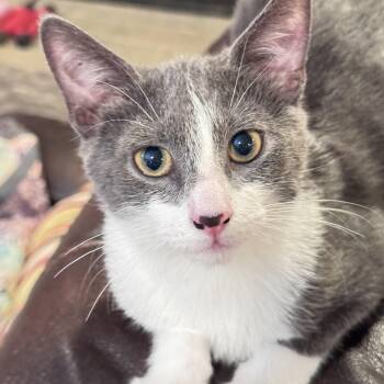 Rescue Domestic Short Hair Cats for Adoption in Atlanta, Georgia - Leo And Spencer | PetCurious