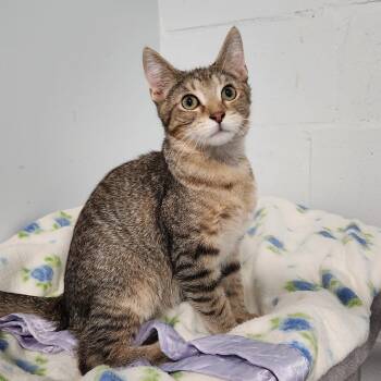 Bert -  Domestic Short Hair and Tabby Cat for Adoption in Greenfield, Indiana - Bert | PetCurious