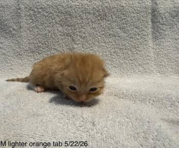 Dock -  Domestic Short Hair Cat for Adoption in Virginia Beach, Virginia - Dock | PetCurious
