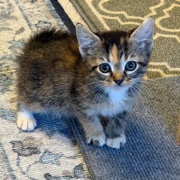 Second Mightiest -  Domestic Short Hair Cat for Adoption in Fredericksburg, Virginia - Second Mightiest | PetCurious