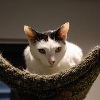 Pepper -  Domestic Short Hair Cat for Adoption in Clearwater, Florida - Pepper | PetCurious