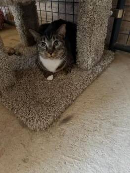 Rescue Domestic Short Hair Cats for Adoption in Marana, Arizona - Ahsoka | PetCurious