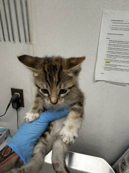Rescue Domestic Short Hair Cats for Adoption in San Bernardino, California - MARY | PetCurious