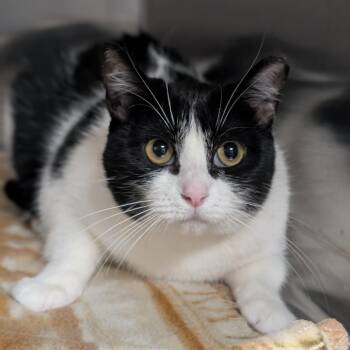 Macchiato -  Domestic Short Hair Cat for Adoption in Spokane, Washington - Macchiato | PetCurious