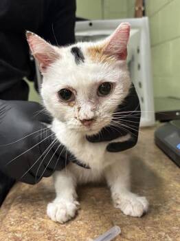 Domestic Short Hair Cats Available for Adoption - VAN | PetCurious