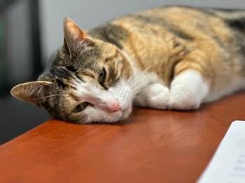 Domestic Short Hair Cats Available for Adoption in Yakima, Washington - Iris | PetCurious