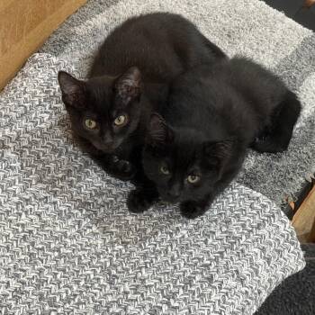 Rescue Domestic Short Hair Cats for Adoption - Peanut & Walnut | PetCurious