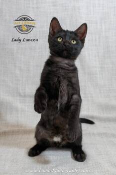 Domestic Short Hair Cats Available for Adoption in Riverside, California - Lady Lunessa | PetCurious