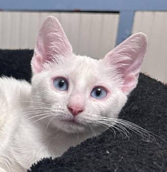 Tundra -  Domestic Short Hair Cat for Adoption in Lafayette, Louisiana - Tundra | PetCurious