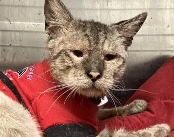ERWIN -  Siamese Cat for Adoption in Tustin, California - ERWIN | PetCurious