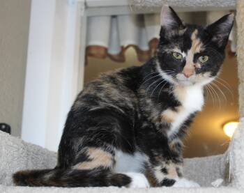 Rescue Domestic Short Hair Cats for Adoption in Huron, South Dakota - Cashew | PetCurious